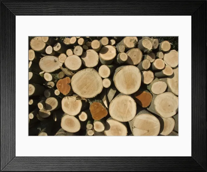 Framed Print : Stack of freshly cut ash logs Cotswolds UK Framed Print : Stack of freshly cut ash logs Cotswolds UK