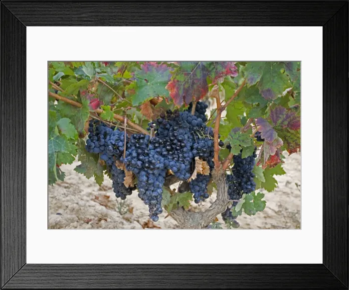 Framed Print : Bunch of ripe grapes ready for harvesting Rioja region of Cantabria Spain Framed Print : Bunch of ripe grapes ready for harvesting Rioja region of Cantabria Spain