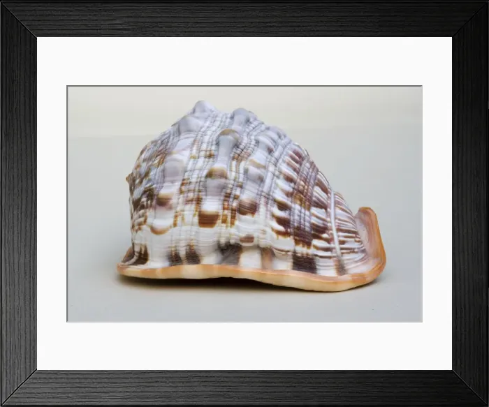 Framed Print : Helmet shell - closeup of dorsal view of large Helmet shell Framed Print : Helmet shell - closeup of dorsal view of large Helmet shell