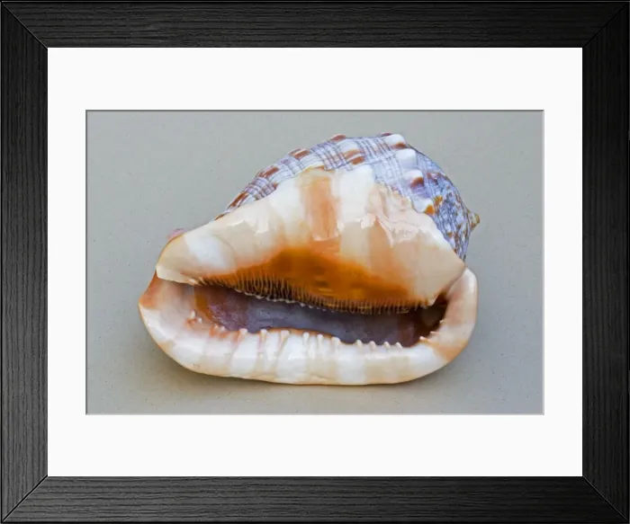 Framed Print : Shell - closeup of ventral view of large Helmet shell Cassis species showing teeth Framed Print : Shell - closeup of ventral view of large Helmet shell Cassis species showing teeth