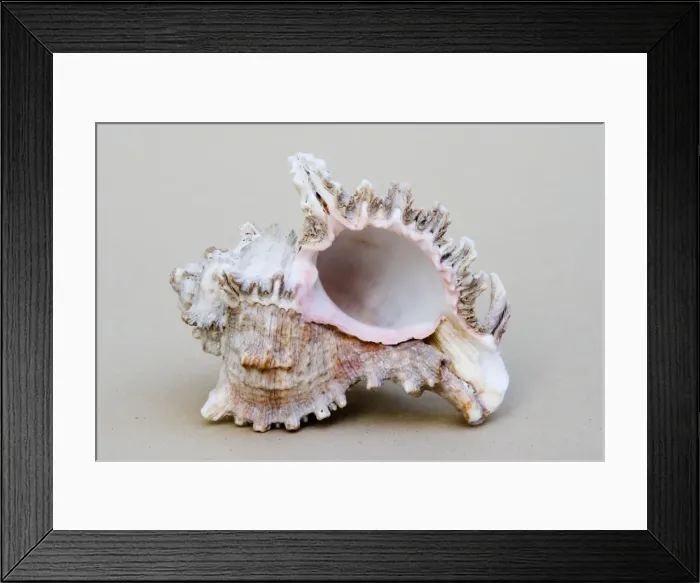 Framed Print : Shell - closeup of underside of marine Murex shell which were important as a source of the purple dye used by the Phoenicians and the Romans Framed Print : Shell - closeup of underside of marine Murex shell which were important as a source of the purple dye used by the Phoenicians and the Romans