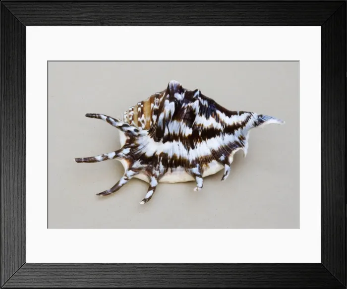 Framed Print : Shell - closeup of dorsal view of Spider conch (probably Lambis species) Framed Print : Shell - closeup of dorsal view of Spider conch (probably Lambis species)