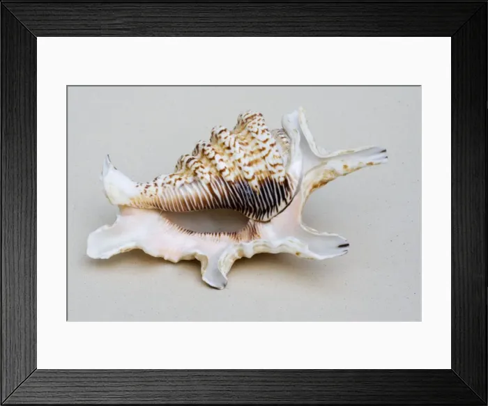 Framed Print : Shell - closeup of ventral view of Spider conch probably Lambis species Framed Print : Shell - closeup of ventral view of Spider conch probably Lambis species