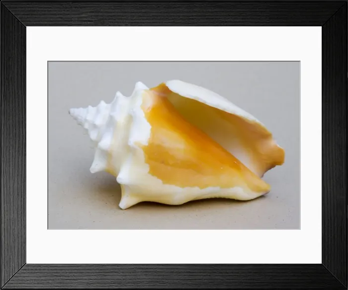 Framed Print : Shell - closeup of ventral view of small conch (probably Strombus pugilis) Framed Print : Shell - closeup of ventral view of small conch (probably Strombus pugilis)