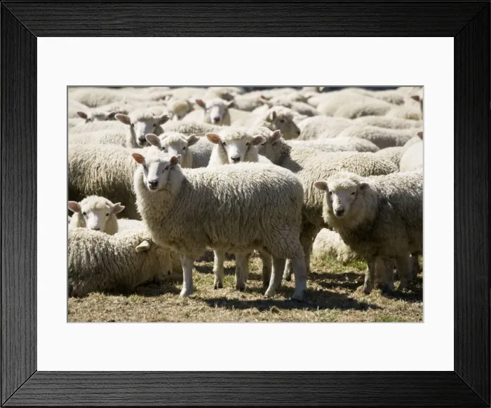 Framed Print : Marino Sheep - probably the oldest sheep breed in the world the Marino was introduced to New Zealand in th early 1800s. The wool is highly prized and amongst other things is used for quality suits Framed Print : Marino Sheep - probably the oldest sheep breed in the world the Marino was introduced to New Zealand in th early 1800s. The wool is highly prized and amongst other things is used for quality suits