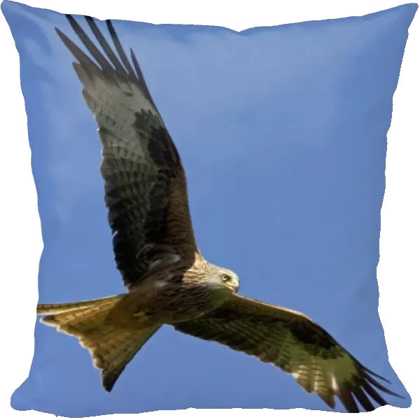 Red Kite in flight at RSPB site, UK - situated at Gigrin Farm, Rhayade, r Powys, Mid-Wales the site attracts as many as 300 red kites which are fed daily