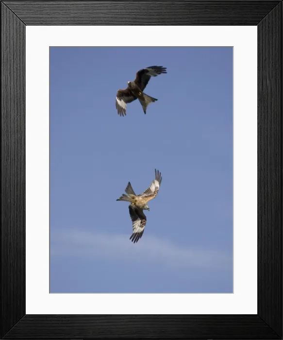 Framed Print : Red Kites in flight at RSPB site - UK - this feeding site at Gigrin Farm, Rhayader, Powys, Mid-Wales attracts as many as 300 kites at feeding time Framed Print : Red Kites in flight at RSPB site - UK - this feeding site at Gigrin Farm, Rhayader, Powys, Mid-Wales attracts as many as 300 kites at feeding time