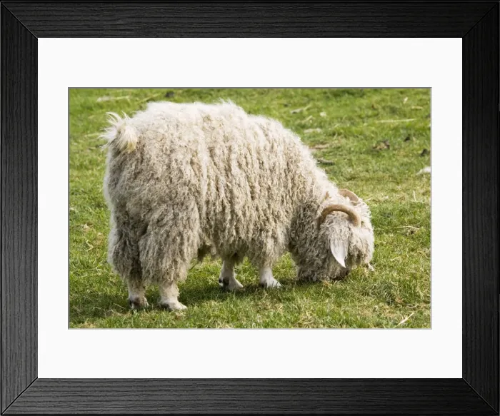 Framed Print : Angora goat - grazing Rare Breed Trust Cotswold Farm Park Temple Guiting near Stow on the Wold - UK. Originating in the Angora regio of Asia Minor (now Turkey) Framed Print : Angora goat - grazing Rare Breed Trust Cotswold Farm Park Temple Guiting near Stow on the Wold - UK. Originating in the Angora regio of Asia Minor (now Turkey)
