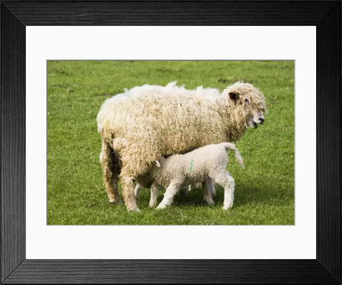 Framed Print : Cotswold Sheep - ewe with young lamb suckling. Rare Breed Trust Cotswold Farm Park Temple Guiting near Stow on the Wold UK. Renowned for both wool and meat this breed dominated the Cotswold Hills during the peak days of the wool trade Framed Print : Cotswold Sheep - ewe with young lamb suckling. Rare Breed Trust Cotswold Farm Park Temple Guiting near Stow on the Wold UK. Renowned for both wool and meat this breed dominated the Cotswold Hills during the peak days of the wool trade