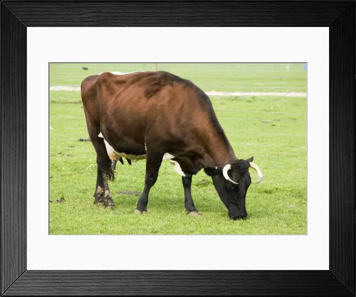 Framed Print : Gloucester Cattle - cow grazing. Rare Breed Trust Cotswold Farm Park Temple Guiting near Stow on the Wold UK. This is one of the oldest breeds of British cattle particularly valued for milk and cheese and was established back in the 13th century
