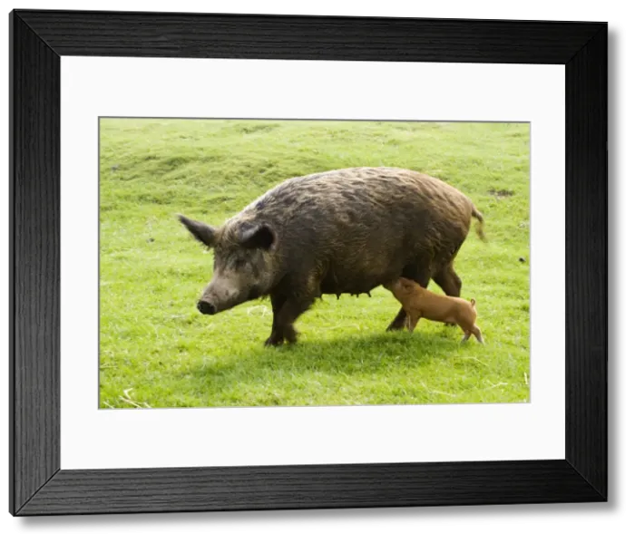 Framed Print : Iron Age Pig - with single suckling piglet. Rare Breed Trust Cotswold Farm Park Temple Guiting near Stow on the Wold UK. Not a true breed they are a reconstruction of how the animals once looked created in the early 1970's by crossing Tamworth Framed Print : Iron Age Pig - with single suckling piglet. Rare Breed Trust Cotswold Farm Park Temple Guiting near Stow on the Wold UK. Not a true breed they are a reconstruction of how the animals once looked created in the early 1970's by crossing Tamworth