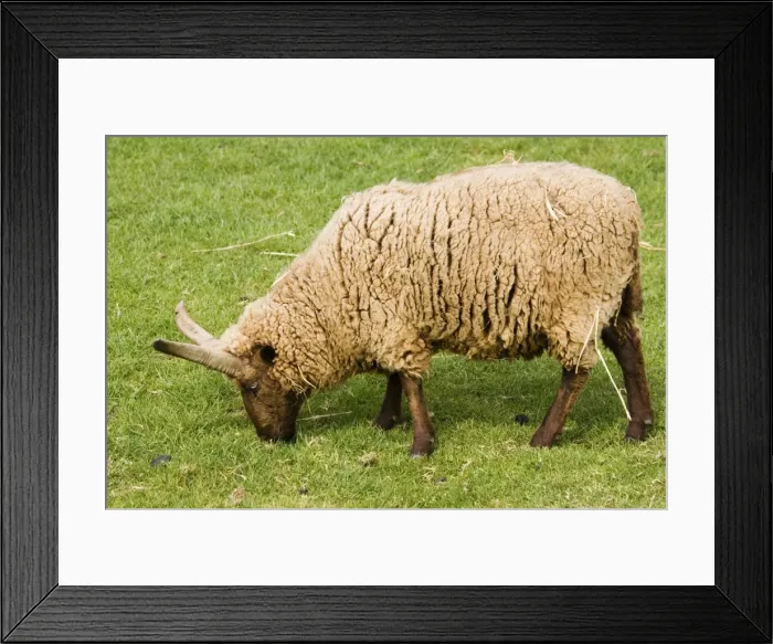 Framed Print : Manx Loghtan sheep - grazing. Rare Breed Trust Cotswold Farm Park Temple Guiting near Stow on the Wold UK. Originating in the Isle of Man this breed was probably brought over by Viking settlers. The sheep may grow from 2-6 horns Framed Print : Manx Loghtan sheep - grazing. Rare Breed Trust Cotswold Farm Park Temple Guiting near Stow on the Wold UK. Originating in the Isle of Man this breed was probably brought over by Viking settlers. The sheep may grow from 2-6 horns