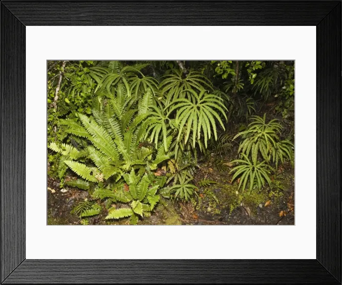 Framed Print : Ferns - variety of ferns on forest floor Lake Matheson. South Westland - South Island - New Zealand Framed Print : Ferns - variety of ferns on forest floor Lake Matheson. South Westland - South Island - New Zealand