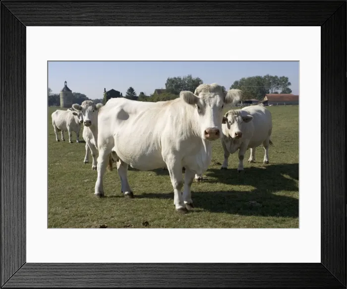 Framed Print : Close up of Charolais cattle, France Framed Print : Close up of Charolais cattle, France
