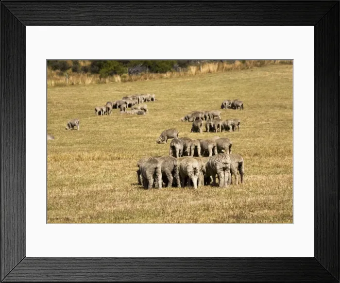 Framed Print : Merino sheep grazing in small groups trying to avoid flies. Mackenzie Country - South Island - New Zealand Framed Print : Merino sheep grazing in small groups trying to avoid flies. Mackenzie Country - South Island - New Zealand