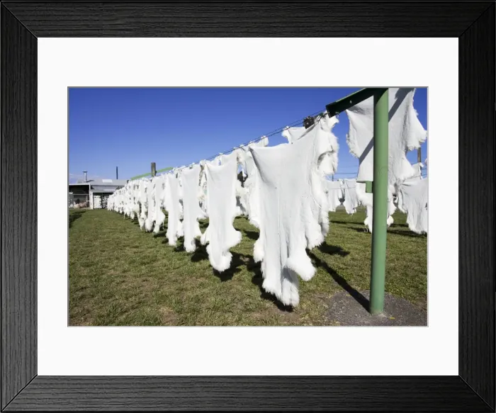 Framed Print : Sheep - Sheepskins drying / curing on line in sun. Napier - North Island - New Zealand Framed Print : Sheep - Sheepskins drying / curing on line in sun. Napier - North Island - New Zealand