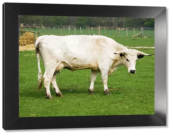 British white cattle - cow. Rare Breed Trust Cotswold Farm Park Temple Guiting near Stow on the Wold UK. This long lived breed goes back to Celtic and Roman times and was once hunted for sport