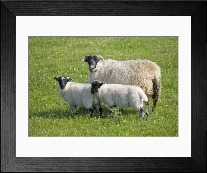 Framed Print : Black faced ewe sheep and lambs Port Charlotte Isle of Islay Scotland UK Framed Print : Black faced ewe sheep and lambs Port Charlotte Isle of Islay Scotland UK