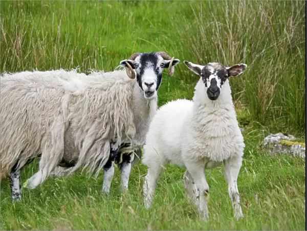 Scottish black faced sheep ewe with lamb standing North Yorkshire Moors UK