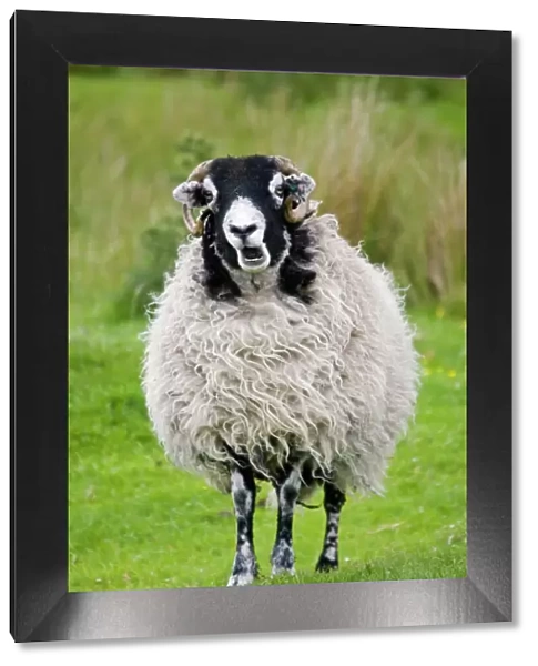 Scottish black faced sheep ewe chewing cud North Yorkshire Moors UK