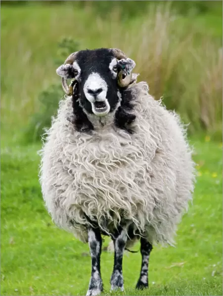 Scottish black faced sheep ewe chewing cud North Yorkshire Moors UK