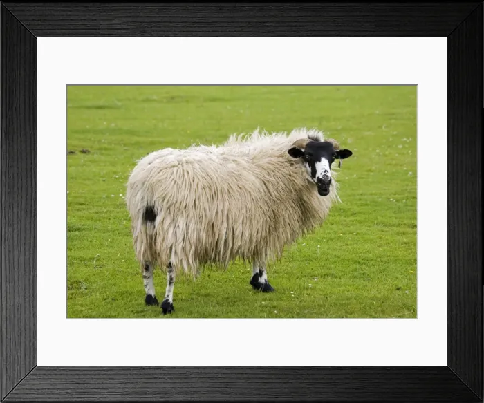 Framed Print : Scottish black faced sheep ewe North Yorkshire Moors UK Framed Print : Scottish black faced sheep ewe North Yorkshire Moors UK