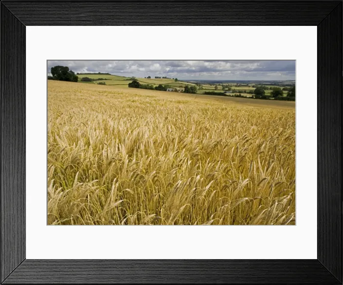 Framed Print : Ripe barley field ready for harvest Mickleton Cotswolds UK Framed Print : Ripe barley field ready for harvest Mickleton Cotswolds UK