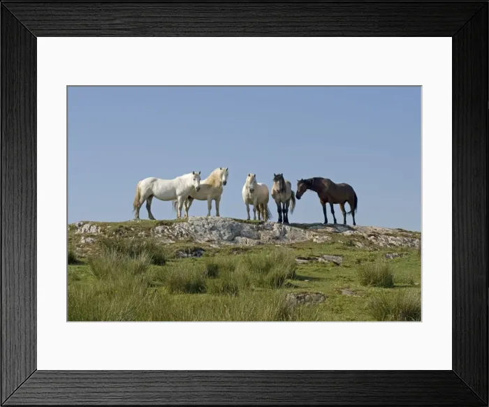 Framed Print : Group of horses on hill top Isle of Islay Scotland Framed Print : Group of horses on hill top Isle of Islay Scotland