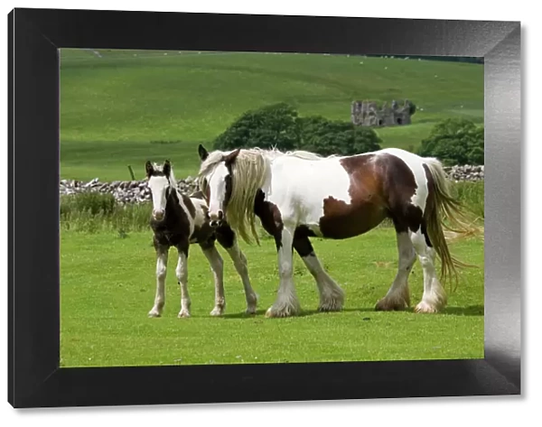 Brown and white piebald horse with young foal North Yorkshire Moors UK