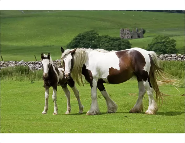 Brown and white piebald horse with young foal North Yorkshire Moors UK
