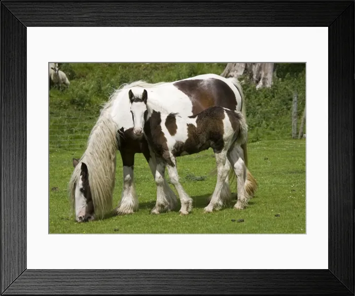 Framed Print : Brown and white piebald horse grazing with young foal North Yorkshire Moors UK Framed Print : Brown and white piebald horse grazing with young foal North Yorkshire Moors UK