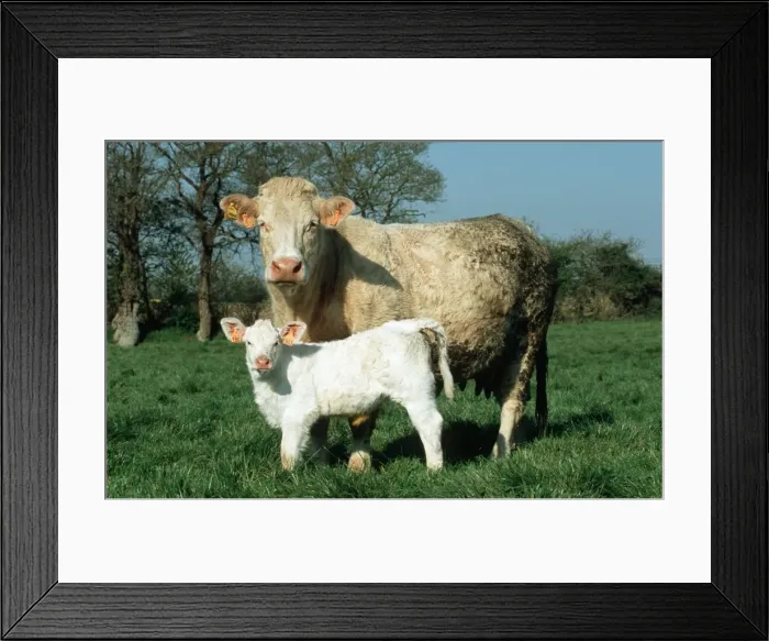 Framed Print : Charolais cow and young calf Cote d'Armour Britanny France Framed Print : Charolais cow and young calf Cote d'Armour Britanny France
