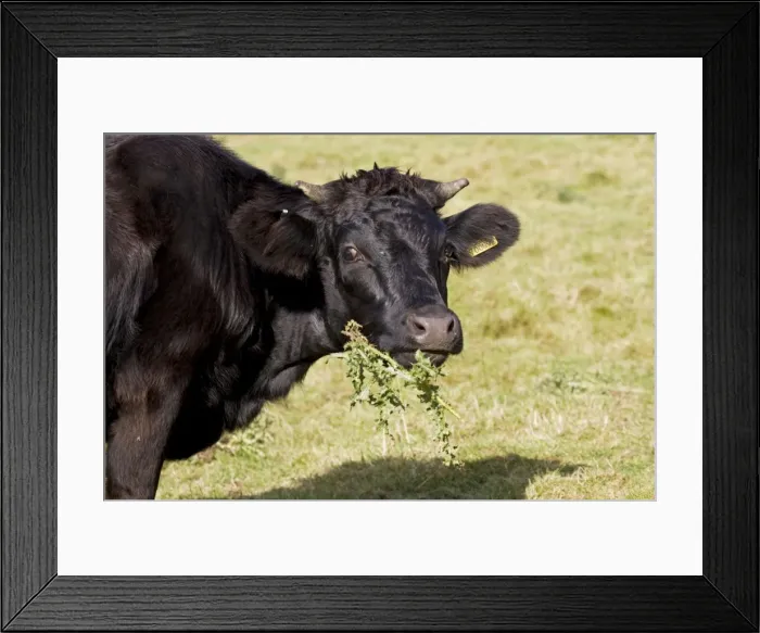 Framed Print : Black Dexter Cow eating thistles in field Cotswolds UK Framed Print : Black Dexter Cow eating thistles in field Cotswolds UK