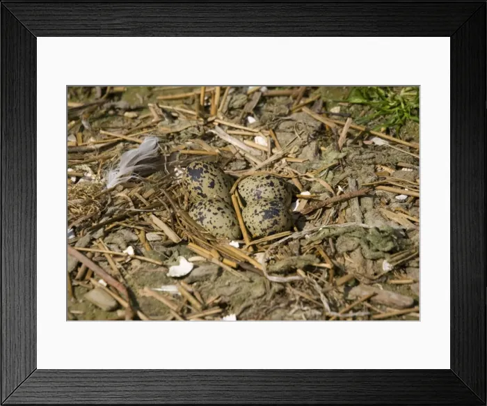 Framed Print : Avocet - Eggs in nest - Pensthorpe Conservation Centre Fakenham Norfolk UK Framed Print : Avocet - Eggs in nest - Pensthorpe Conservation Centre Fakenham Norfolk UK