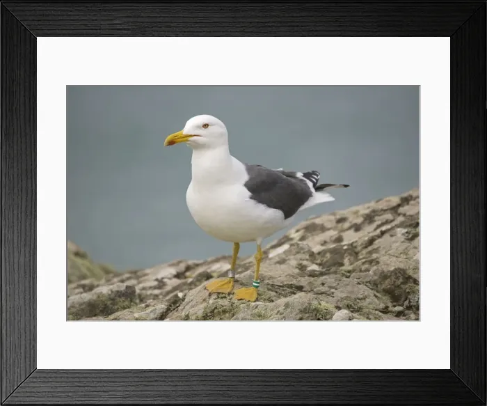 Framed Print : Great Black-back Gull - Skomer Island Pembrokeshire West Wales UK Framed Print : Great Black-back Gull - Skomer Island Pembrokeshire West Wales UK