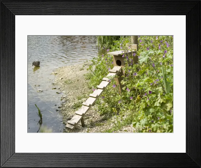Framed Print : Duck nesting box and ladder - Pensthorpe Conservation Centre Fakenham Norfolk UK Framed Print : Duck nesting box and ladder - Pensthorpe Conservation Centre Fakenham Norfolk UK