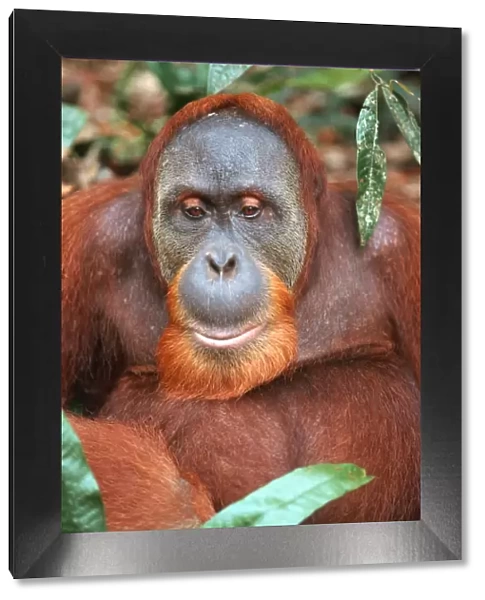 Sumatran Orangutan - male Bukit Lawang - Gunung Leuser N. P. - Sumatra - Indonesia