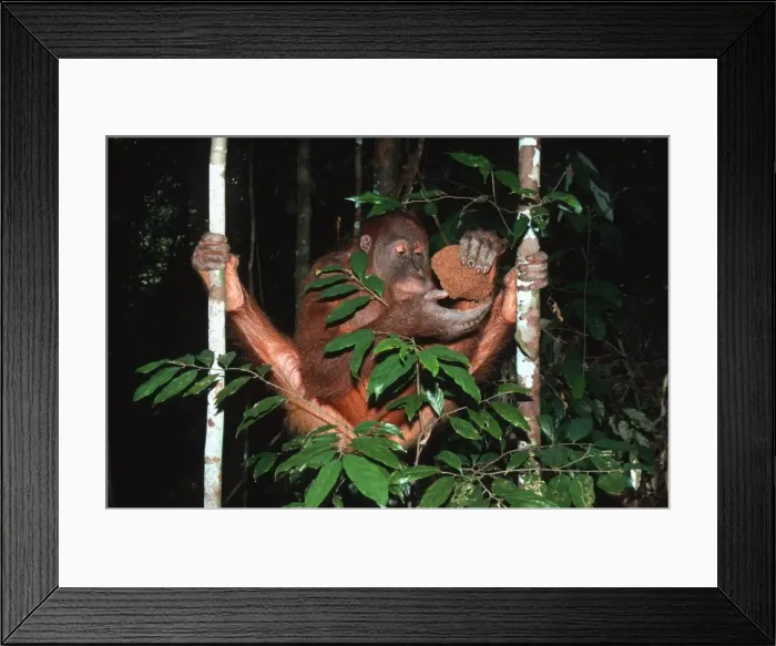 Framed Print : Sumatran Orangutan - eating termites Bukit Lawang - Gunung Leuser N. P. - Sumatra - Indonesia Framed Print : Sumatran Orangutan - eating termites Bukit Lawang - Gunung Leuser N. P. - Sumatra - Indonesia