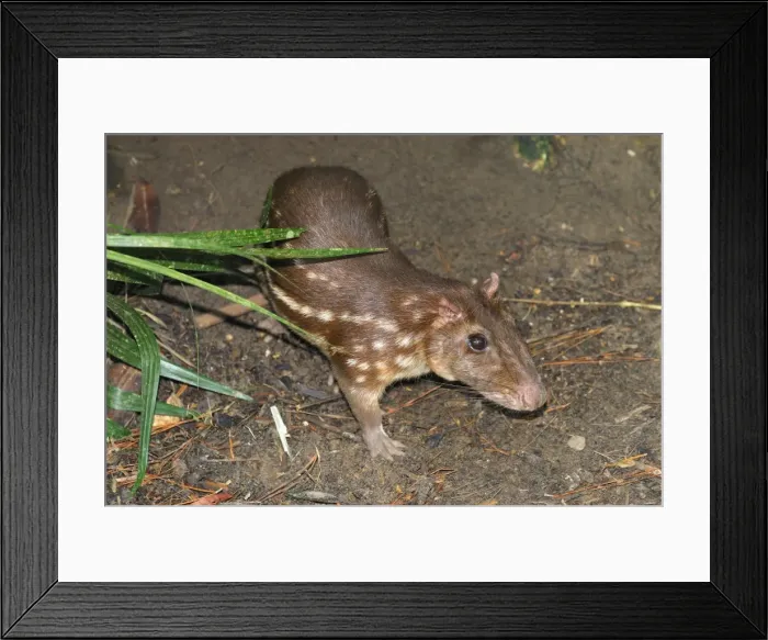 Framed Print : Paca Belize Framed Print : Paca Belize