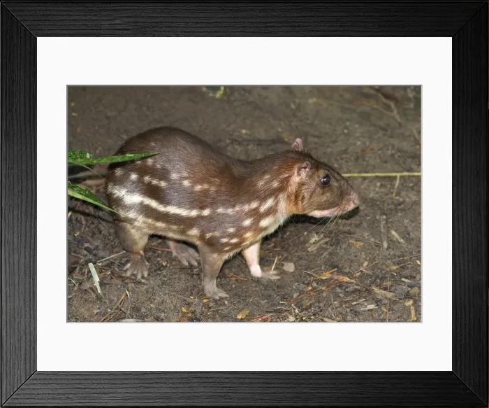 Framed Print : Paca Belize