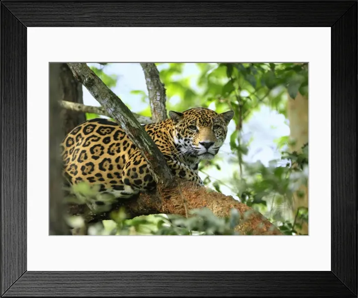 Framed Print : Jaguar Belize Framed Print : Jaguar Belize
