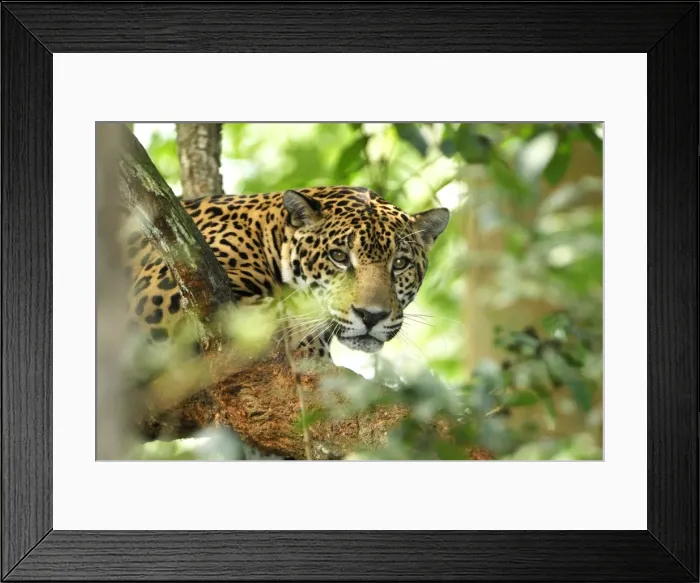 Framed Print : Jaguar Belize