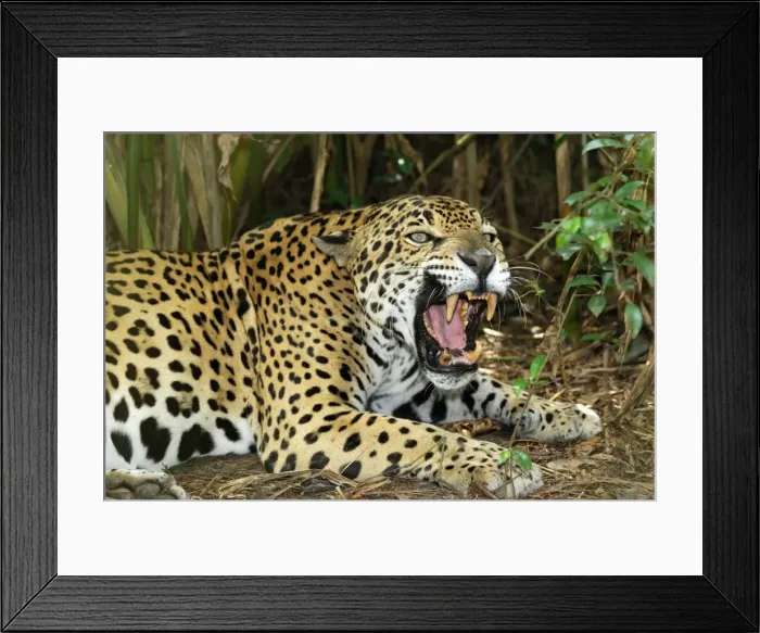 Framed Print : Jaguar Belize Framed Print : Jaguar Belize
