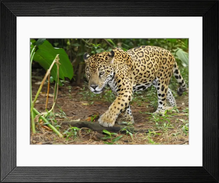 Framed Print : Jaguar Belize Framed Print : Jaguar Belize