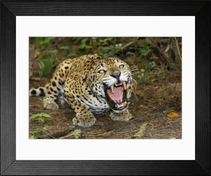 Framed Print : Jaguar Belize Framed Print : Jaguar Belize