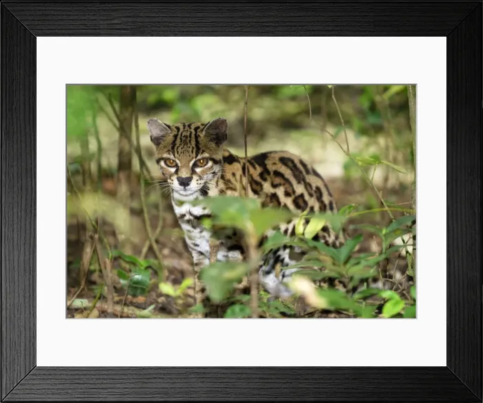 Framed Print : Margay Belize Framed Print : Margay Belize