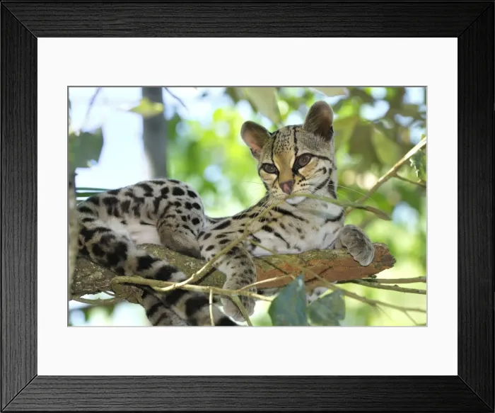 Framed Print : Margay Belize Framed Print : Margay Belize
