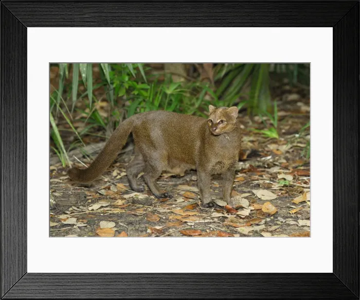 Framed Print : Jaguarundi Belize Framed Print : Jaguarundi Belize