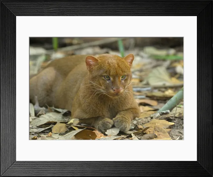 Framed Print : Jaguarundi Belize Framed Print : Jaguarundi Belize