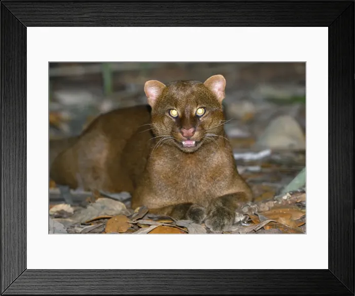 Framed Print : Jaguarundi Belize Framed Print : Jaguarundi Belize